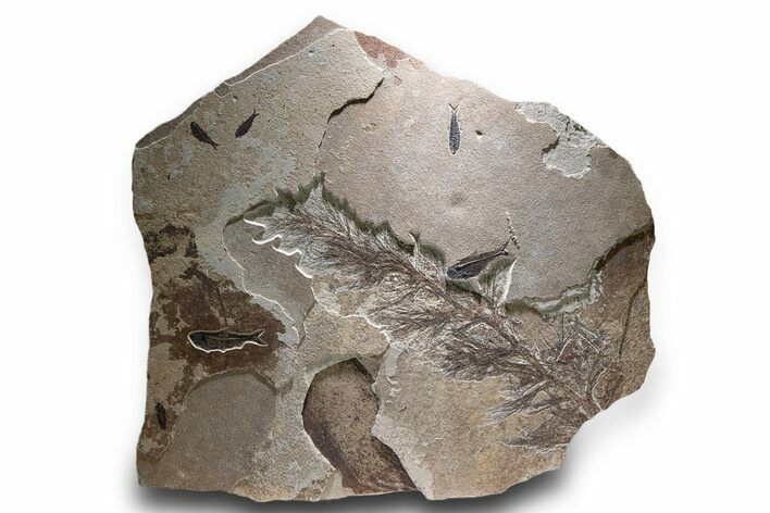 Spectacular Palm Infructescence & Fish Fossil Mural - Wyoming #380244